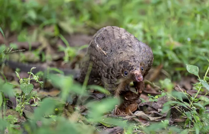 Framed Print : White-bellied Pangolin Print, Western Region, Uganda Framed Print : White-bellied Pangolin Print, Western Region, Uganda