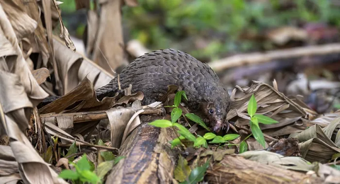 Framed Print : White-bellied Pangolin Print, Uganda Framed Print : White-bellied Pangolin Print, Uganda