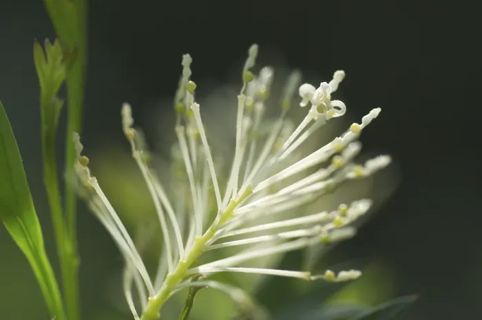 Framed Print : Panicle Print by ImageBROKER Framed Print : Panicle Print by ImageBROKER