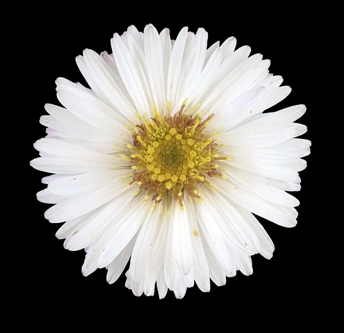 Framed Print : Panicled Aster Print, Germany Framed Print : Panicled Aster Print, Germany