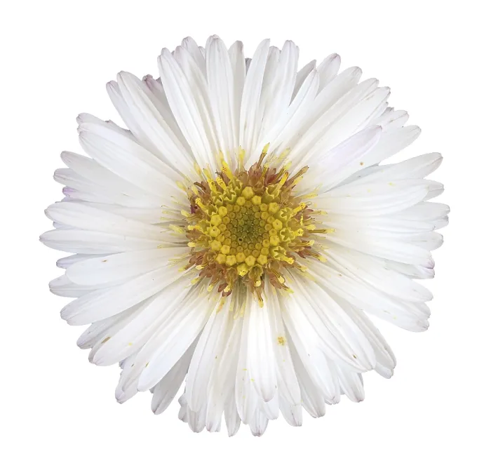 Framed Print : Panicled Aster Flower Print, Germany Framed Print : Panicled Aster Flower Print, Germany