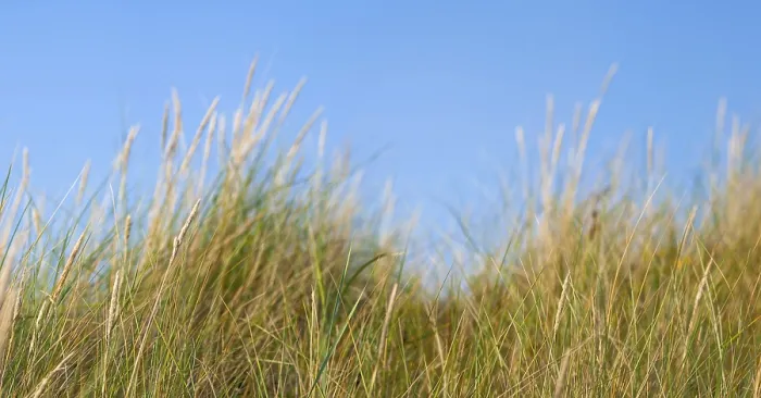 Framed Print : Panorama of Langeoog Dune Landscape Print Framed Print : Panorama of Langeoog Dune Landscape Print