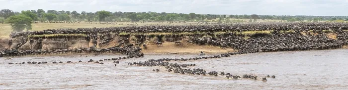 Framed Print : The Great Migration Print, Wildebeest Cross Mara River, Serengeti Framed Print : The Great Migration Print, Wildebeest Cross Mara River, Serengeti