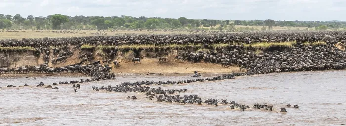 Framed Print : The Great Migration Print, Wildebeest Crossing the Mara River Framed Print : The Great Migration Print, Wildebeest Crossing the Mara River