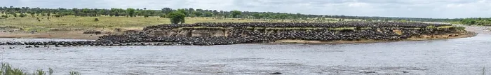 Framed Print : Panorama Print: Wildebeest Migration, Serengeti, Tanzania Framed Print : Panorama Print: Wildebeest Migration, Serengeti, Tanzania
