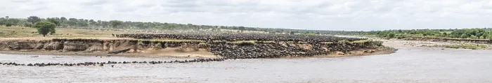 Framed Print : The Great Migration Print, Wildebeest Crossing the Mara River, Serengeti Framed Print : The Great Migration Print, Wildebeest Crossing the Mara River, Serengeti