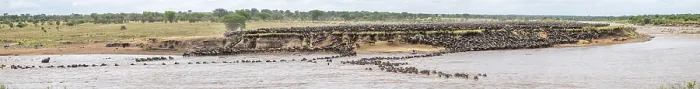 Framed Print : The Great Migration Print: Wildebeest Cross the Mara River, Serengeti Framed Print : The Great Migration Print: Wildebeest Cross the Mara River, Serengeti