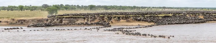 Framed Print : Panorama Print: Wildebeest Migration, Serengeti, Tanzania