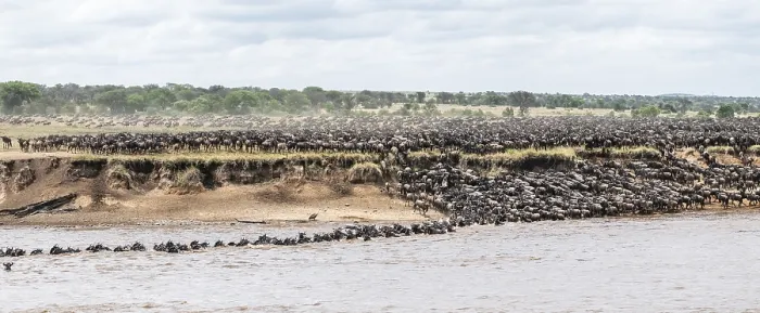Framed Print : Panorama Print: Wildebeest River Crossing, Serengeti Framed Print : Panorama Print: Wildebeest River Crossing, Serengeti