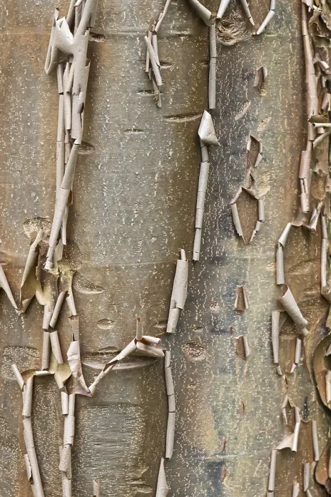 Framed Print : Paperbark Maple Print: Acer griseum Bark Framed Print : Paperbark Maple Print: Acer griseum Bark