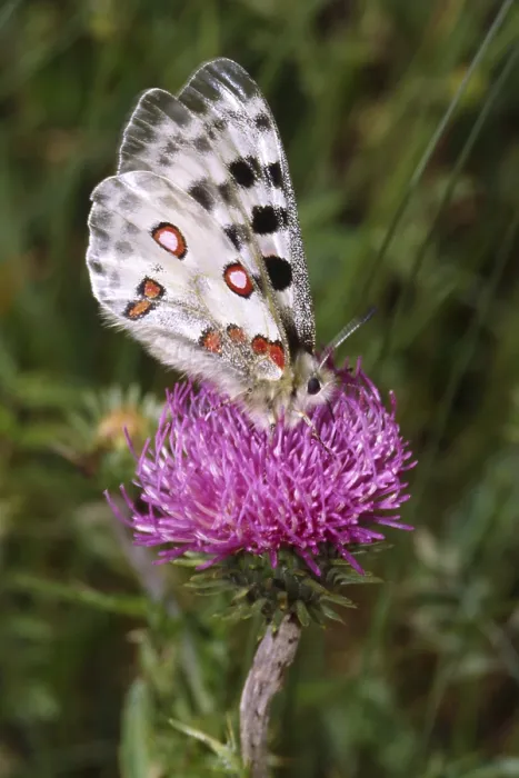 Framed Print : Print of Parnassius Apollo Butterfly Framed Print : Print of Parnassius Apollo Butterfly