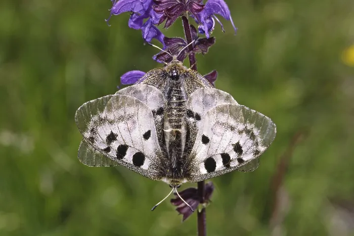 Framed Print : Print of Parnassius apollo in Mating Framed Print : Print of Parnassius apollo in Mating