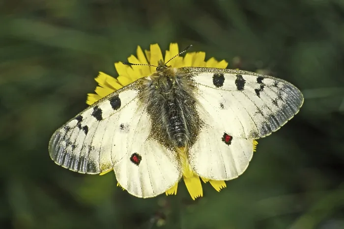 Framed Print : Parnassius Phoebus Print, Alpine Apollo Butterfly Framed Print : Parnassius Phoebus Print, Alpine Apollo Butterfly