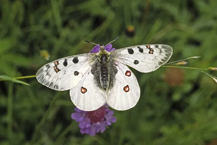 Framed Print : Parnassius Phoebus Print, Alpine Apollo Butterfly Framed Print : Parnassius Phoebus Print, Alpine Apollo Butterfly