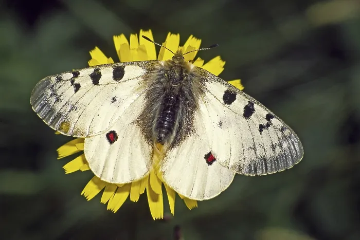 Framed Print : Parnassius Phoebus Print, Alpine Apollo Butterfly Framed Print : Parnassius Phoebus Print, Alpine Apollo Butterfly