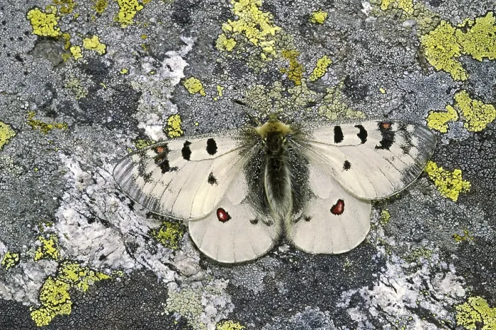 Framed Print : Parnassius Phoebus Print, Alpine Apollo Butterfly Framed Print : Parnassius Phoebus Print, Alpine Apollo Butterfly