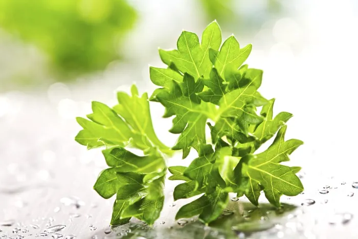 Framed Print : Parsley Print from imageBROKER Framed Print : Parsley Print from imageBROKER