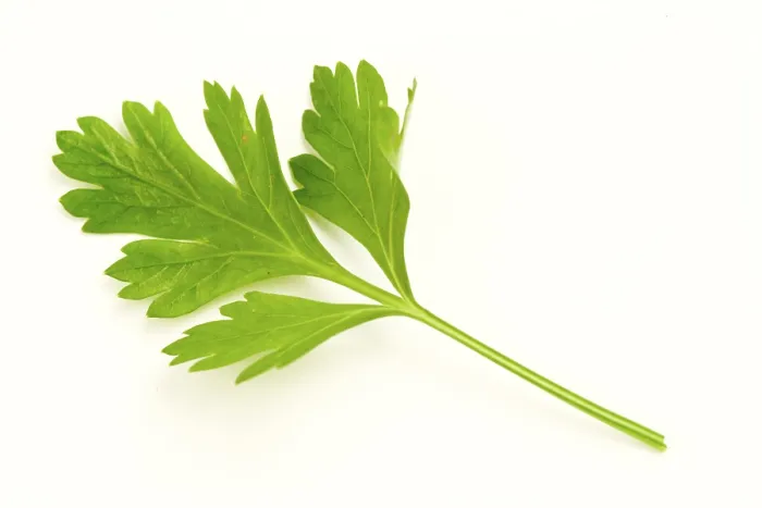 Framed Print : Parsley Print by imageBROKER Framed Print : Parsley Print by imageBROKER