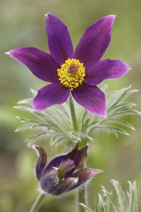 Framed Print : Pasque Flower Print Framed Print : Pasque Flower Print
