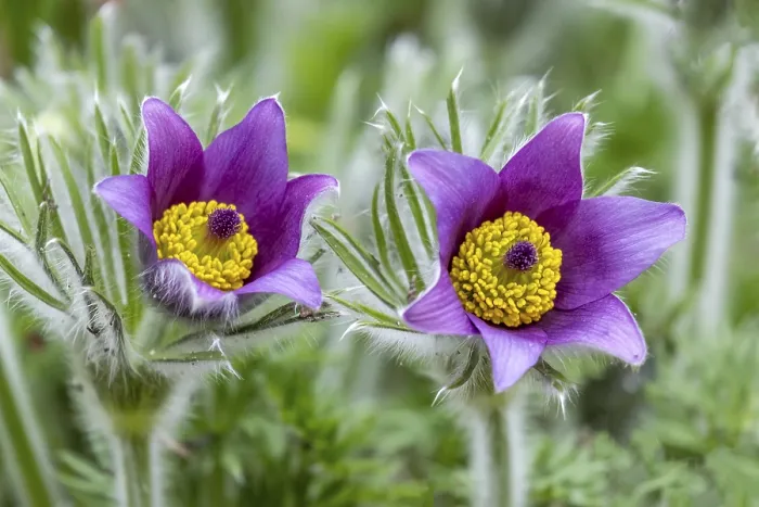 Framed Print : Pasque Flower Print Framed Print : Pasque Flower Print
