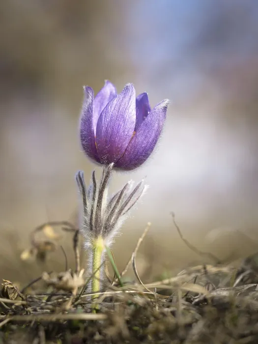 Framed Print : Pasque Flower in Spring Print Framed Print : Pasque Flower in Spring Print