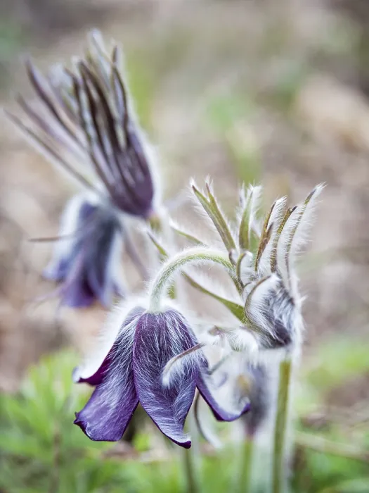 Framed Print : Pasqueflower Blooming in Spring Print Framed Print : Pasqueflower Blooming in Spring Print