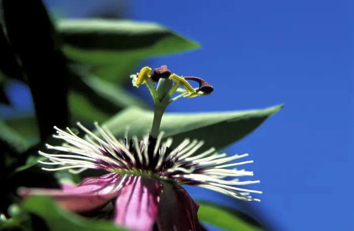 Framed Print : Passion Flower in Bloom Print Framed Print : Passion Flower in Bloom Print