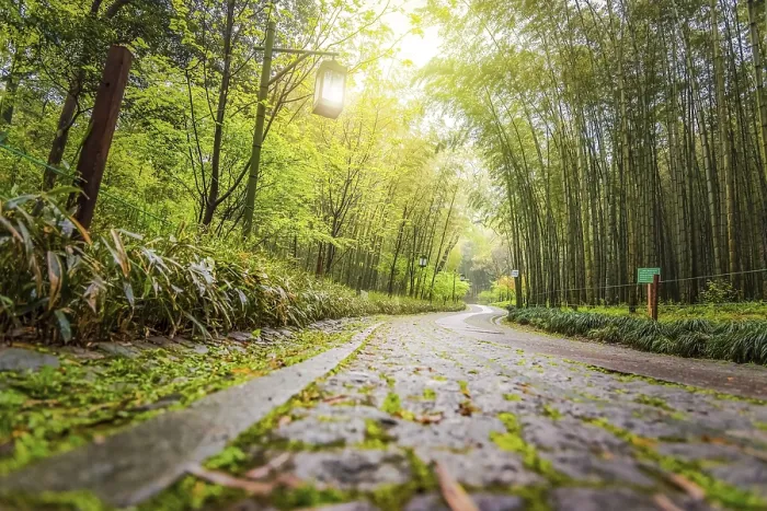 Framed Print : A Path in China with Bamboo Trees Print Framed Print : A Path in China with Bamboo Trees Print