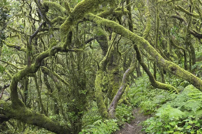 Framed Print : La Gomera Cloud Forest Print, Canary Islands Framed Print : La Gomera Cloud Forest Print, Canary Islands