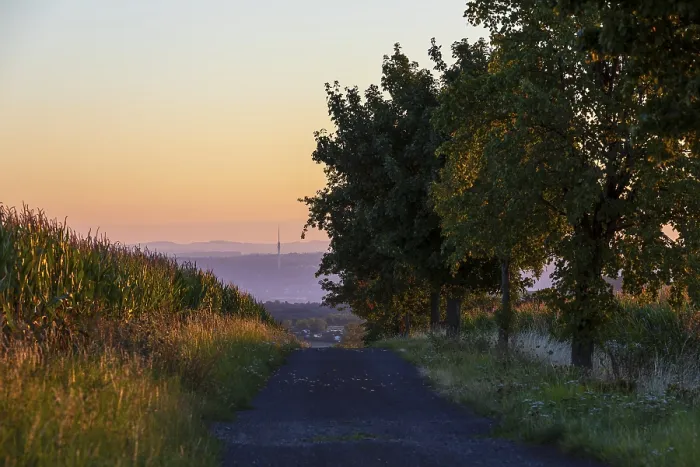 Framed Print : Path between Corn Fields at Sunrise Print, Bannewitz, Germany Framed Print : Path between Corn Fields at Sunrise Print, Bannewitz, Germany