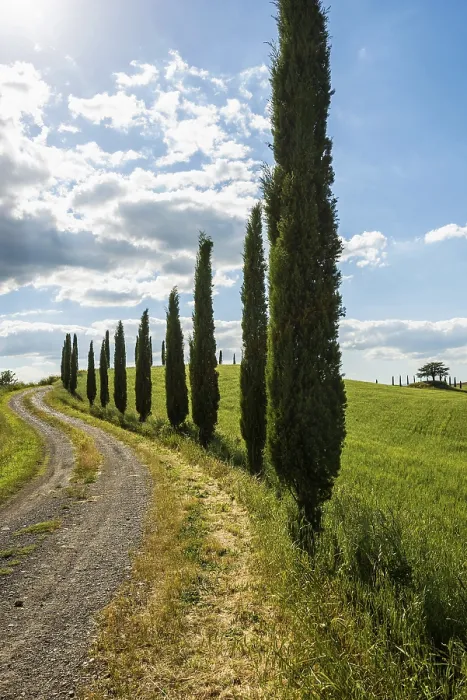 Framed Print : Path with Cypresses, Val d'Orcia Print Framed Print : Path with Cypresses, Val d'Orcia Print