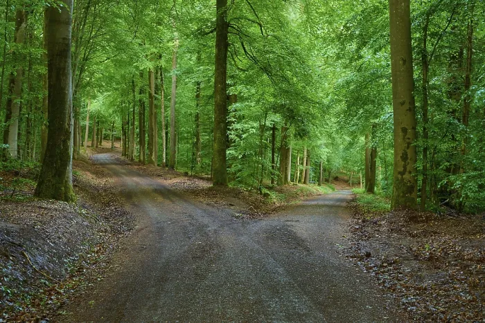 Framed Print : A Path in the German Forest Print, Rothenbuch, Bavaria