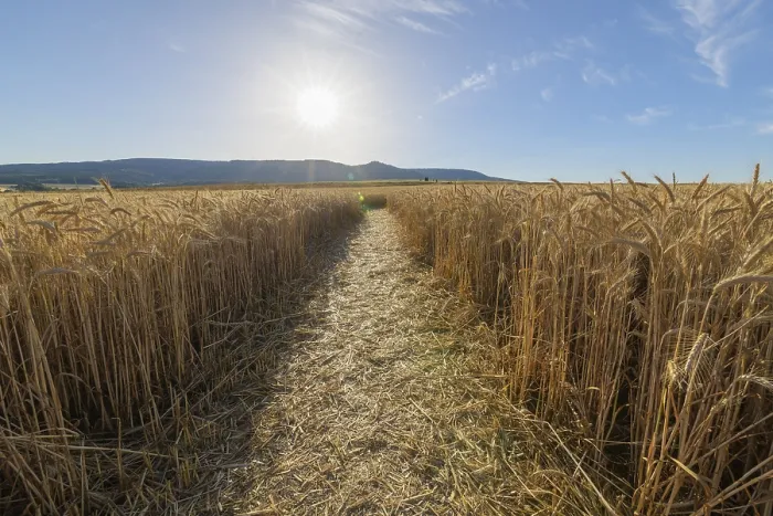 Framed Print : Path through Grainfield with Sun Print, Germerode, Germany Framed Print : Path through Grainfield with Sun Print, Germerode, Germany