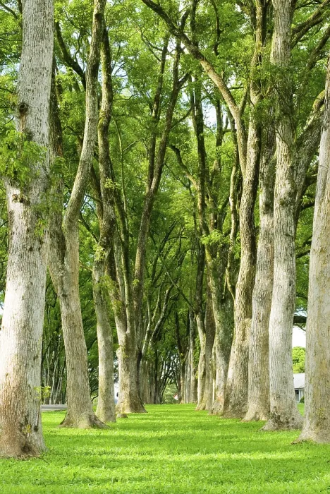 Framed Print : A Path of Green Grass Between Rows of Trees Print Framed Print : A Path of Green Grass Between Rows of Trees Print