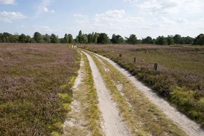 Framed Print : Path through Heathland Print, Schneverdingen, Germany Framed Print : Path through Heathland Print, Schneverdingen, Germany