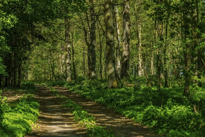 Framed Print : A Path Through a Green Forest Print, Lower Bavaria Framed Print : A Path Through a Green Forest Print, Lower Bavaria