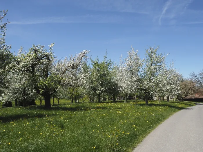 Framed Print : Swiss Meadow Print with Blooming Fruit Trees Framed Print : Swiss Meadow Print with Blooming Fruit Trees