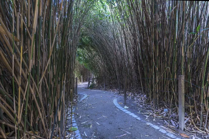Framed Print : Bamboo Path Print Framed Print : Bamboo Path Print