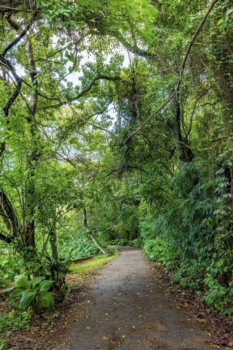 Framed Print : Path through the Rainforest Print, Rio de Janeiro, Brasil Framed Print : Path through the Rainforest Print, Rio de Janeiro, Brasil
