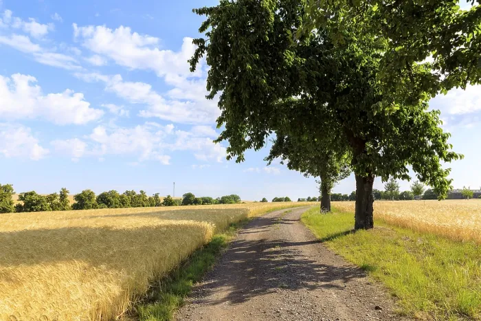 Framed Print : Path with Trees Print, Saxony, Germany Framed Print : Path with Trees Print, Saxony, Germany