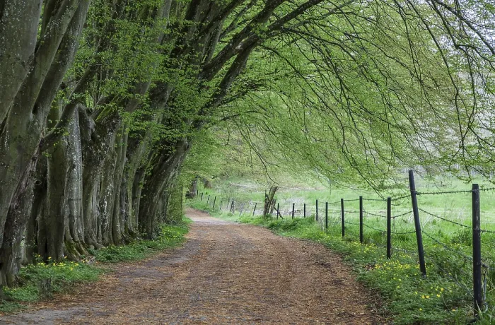 Framed Print : Path along trees and a meadow, Belgium Print Framed Print : Path along trees and a meadow, Belgium Print
