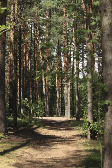 Framed Print : Path among Trees Print: Pine Forest Summer Scene Framed Print : Path among Trees Print: Pine Forest Summer Scene