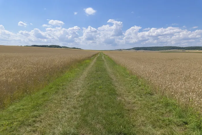 Framed Print : Wheat Field Summer Landscape Print, Bavaria Germany Framed Print : Wheat Field Summer Landscape Print, Bavaria Germany