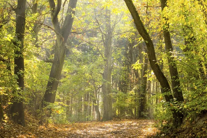 Framed Print : Autumn Forest Pathway Print Framed Print : Autumn Forest Pathway Print