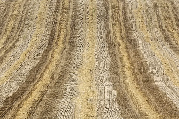 Framed Print : Patterns in Cornfield Print, Cordoba Province, Spain Framed Print : Patterns in Cornfield Print, Cordoba Province, Spain