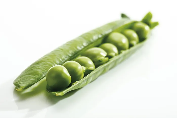 Framed Print : Pea Pod Print in Green Garden Framed Print : Pea Pod Print in Green Garden