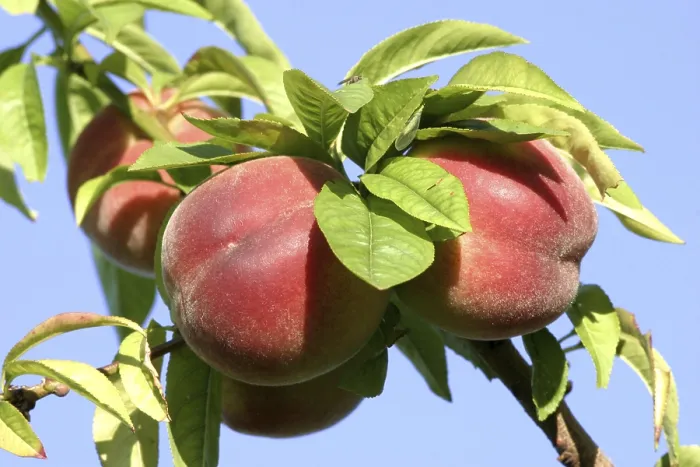Framed Print : Peaches Print by ImageBROKER Framed Print : Peaches Print by ImageBROKER