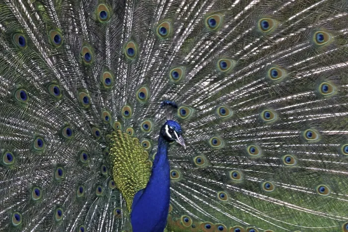 Framed Print : Peacock Print - Vibrant Plumage