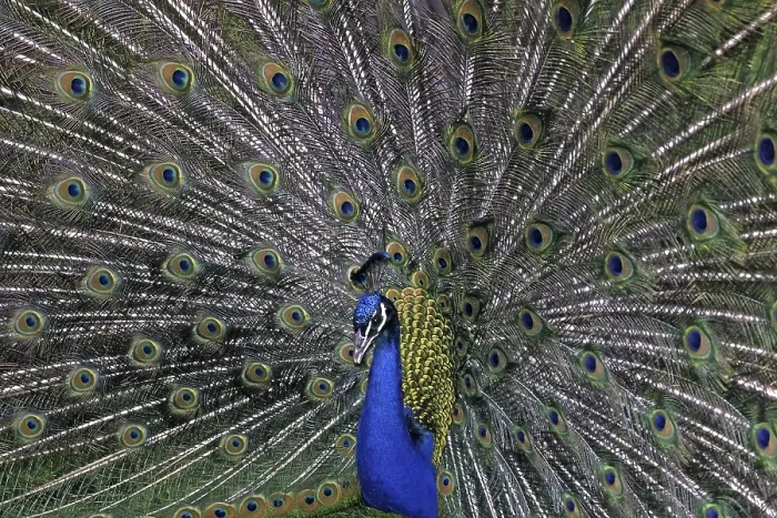 Framed Print : Peacock Print - Vibrant Plumage Framed Print : Peacock Print - Vibrant Plumage