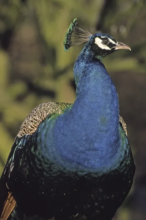 Framed Print : Peacock Print - Vibrant Plumage Display Framed Print : Peacock Print - Vibrant Plumage Display
